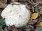 Ízletes vargánya (Boletus edulis), Somogy. Idős, rágott, viseltes példány, kifehéredett kalappal (atipikus)